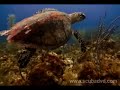 Scuba in Cayo Largo, Cuba, 2006