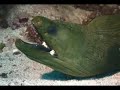Scuba in Cayo Largo, Cuba, 2006