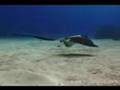 Scuba in Cayo Largo, Cuba, 2006