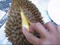 How To Open Durian Fruit