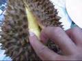 How To Open Durian Fruit