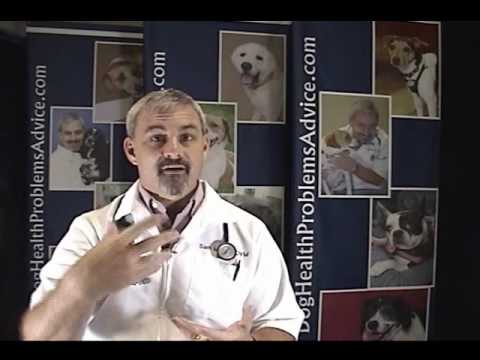 Dog Parvovirus - Parvovirus in Dogs 