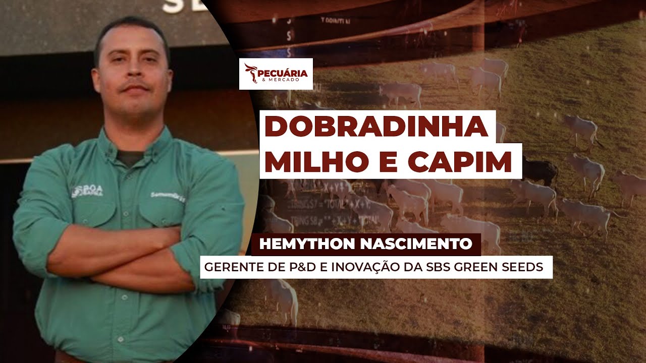 Dobradinha Milho X Capim para reestruturar solo e aprimorar nutrição dos animais em períodos de...