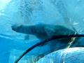videos de Polar bear sitting on an underwater tunnel