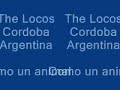 the locos   como un animal  live   www thelocosarg com ar 