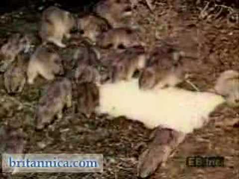 Lemming Migration Along the ...