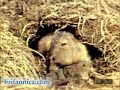 if all of your friends jumped off the brooklyn bridge, would you? if you happen to be a lemming, unfortunately, the answer is a resounding 