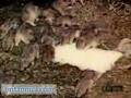 Lemming Migration Along the Norwegian Coast (Britannica.com)