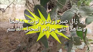 قرية لوبية كما لم تشاهدها من قبل 2019 قرية لوبية كما لم تشاهدها من قبل 2019