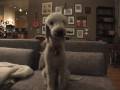 Bedlington