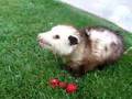 Opossum eating strawberries