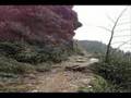 Hike to Mount LeConte