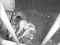 Help A Puppy!