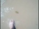 Nokia N93i - Haiku Playa