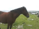 Irland�08 Cati und Billy