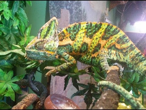 how to care for a veiled chameleon