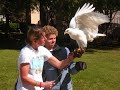 Eagle & Hawk Tribute