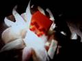 videos de beanie baby homocides 7: no salvation