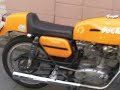 YELLOW DESMO