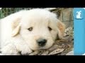 80 Seconds of Adorable Golden Retriever Puppies
