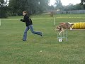 Border collie - agility Louny