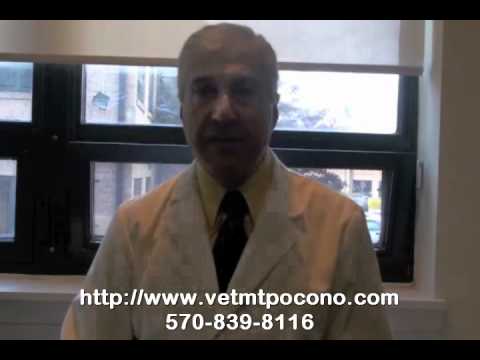 how to treat lyme disease in dogs