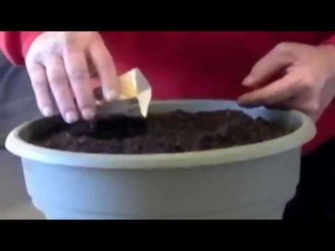 how to replant chives