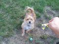 Goliath and Abby
