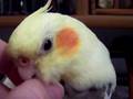 Sweet Cockatiel Affection