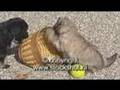 Petit chien lion - Little Lion dog puppies