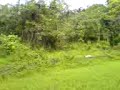 21 feet phyton !! Ular sawa 21 kaki