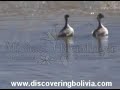 waterfowl .Birds in Highland Lagoons, Bolivia. Andean Goose