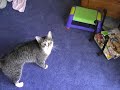 Talking to the cats Talking to the cats
