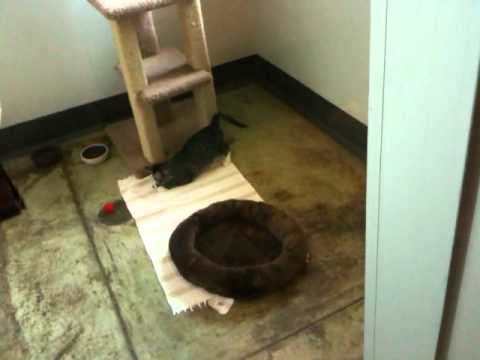 sfspca - The cats name was apple fritter.