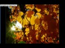 Beauty of Nature(music:Praan by Garry Schyman)