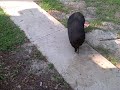 Bacon live and up close