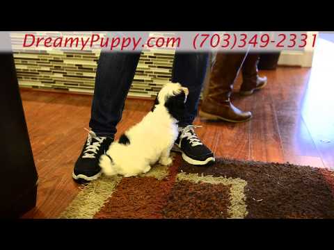 Adorable Cavachon Girl Puppy!