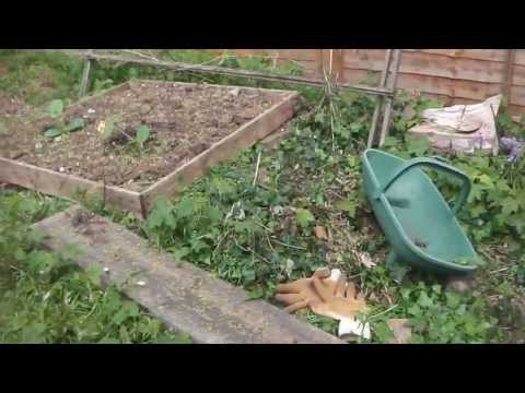 how to fertilize kiwi plants