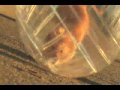 videos de Cute Hamster Race
