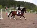 videos de Underbart sto till SALU!! (Galopp)