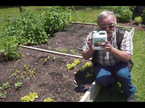 how to fertilize lettuce plants