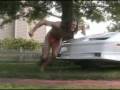 videos de Torch
