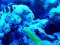 Clown Fish Spawing?