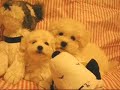 ??? Bichon Frise