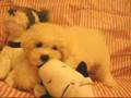 Bichón Frisé video