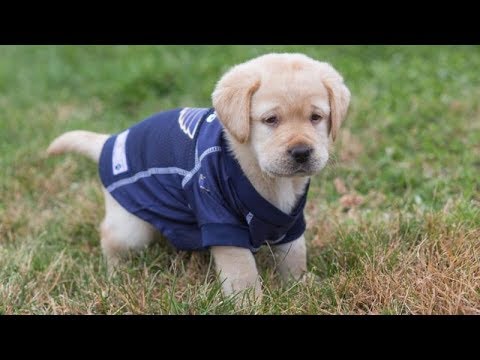 Video: RAM Social Drive: Dogs On The Ice, Pools Shaped Like Baseball Fields