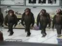 Monos-Bailarines.mp4 Monos-Bailarines.mp4