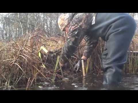 how to locate muskrats