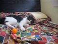 BING PLAYING PING PONG BALL