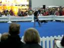 Hunde-Frisbee Hunde-Frisbee